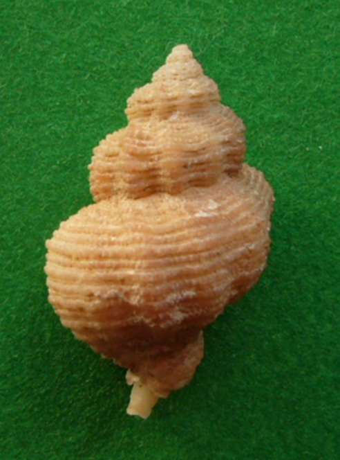 Coralliophila  panormitana